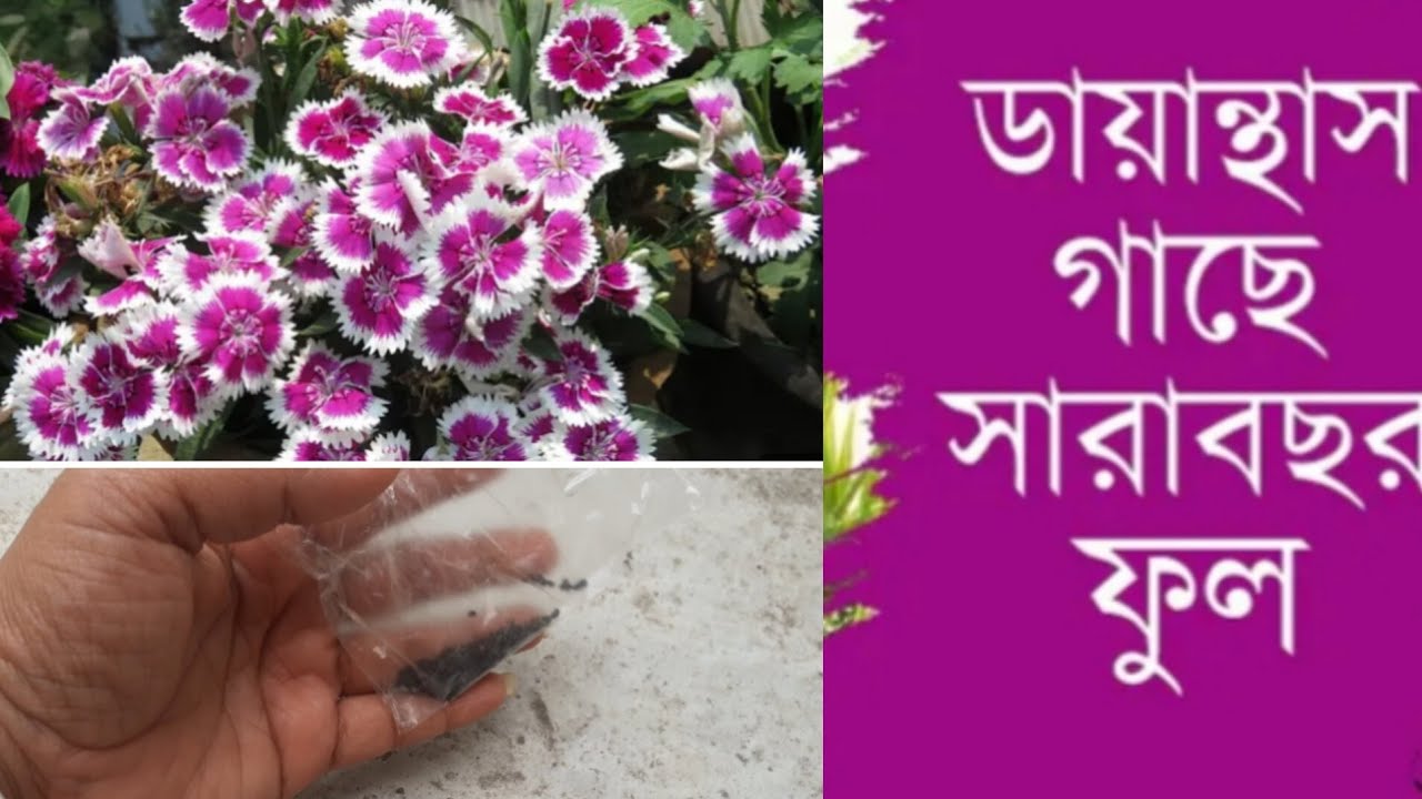 Dianthus baby doll flowers care . Dianthus flowers seed .dianthus plant care. dianthus flowers video