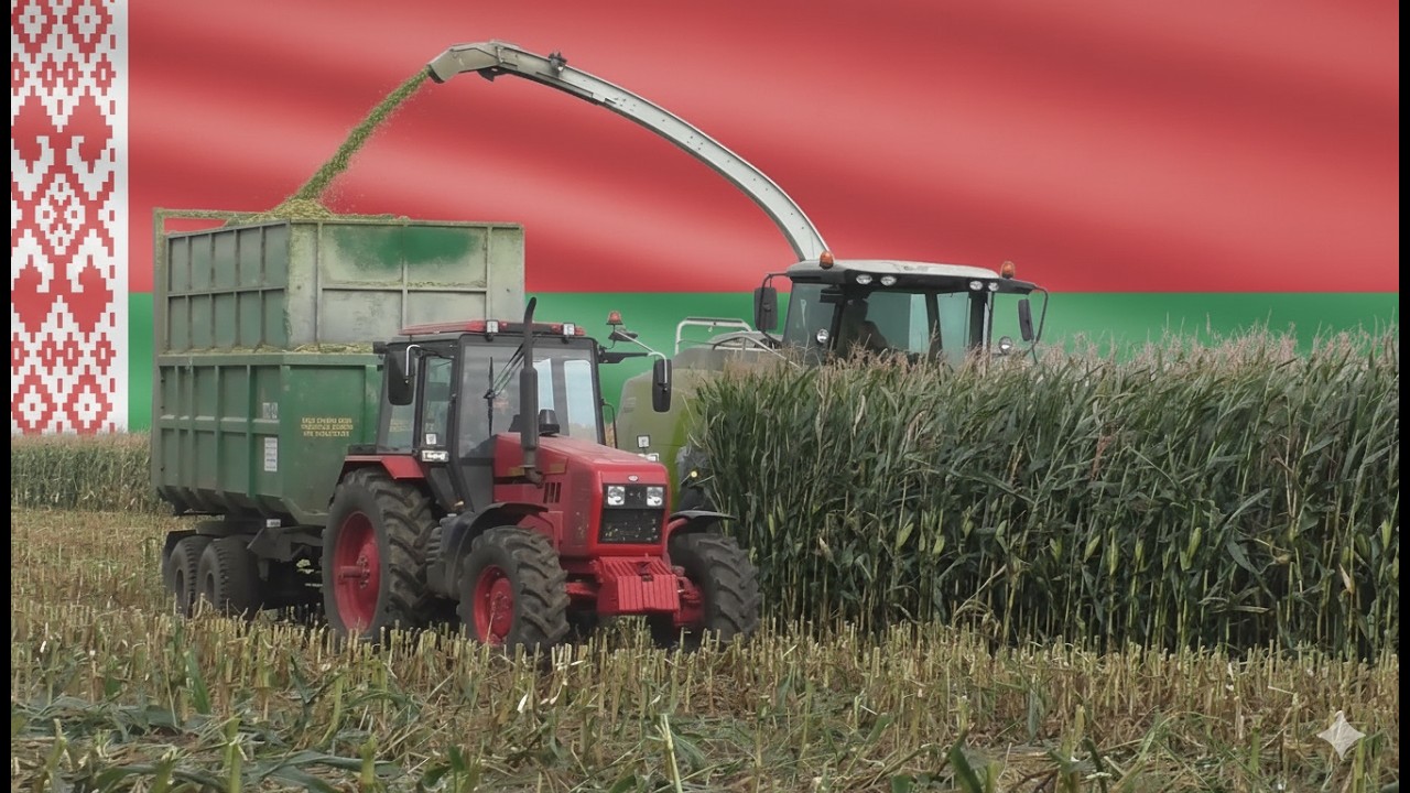 CLAAS Jaguar 870:  Уборка Кукурузы на Силос в Беларуси |
