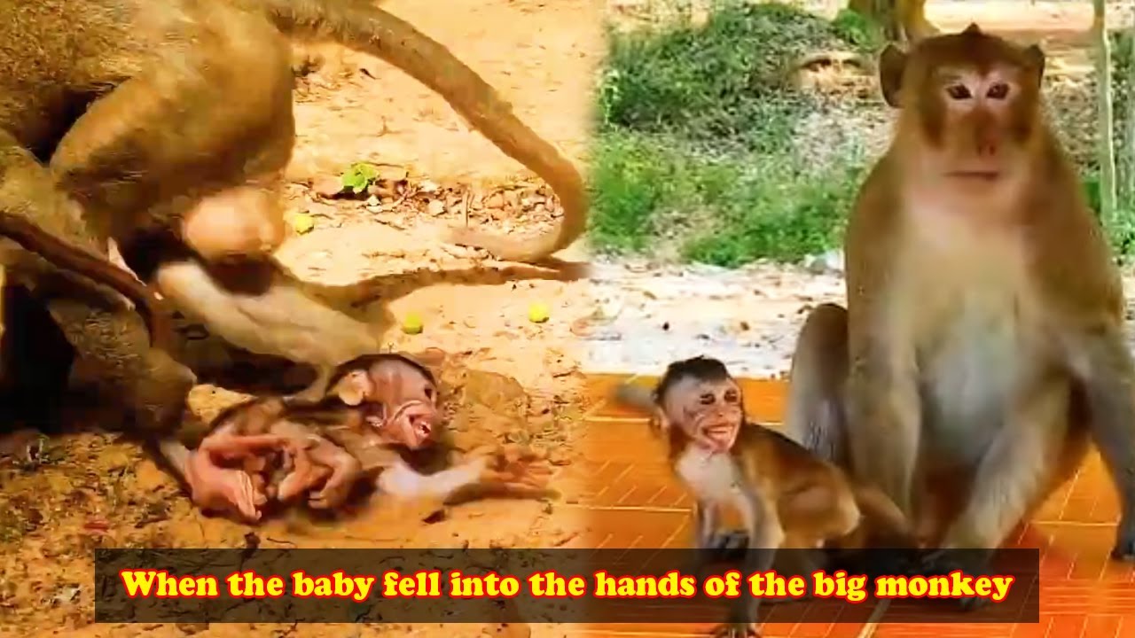 The baby monkey is trapped in the hands of a large, fat monkey; does the baby monkey have a mother?
