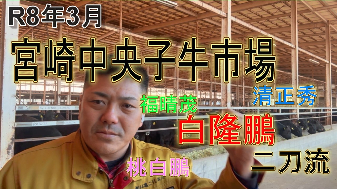 平均で⁉︎子牛90万超え⁉︎最高値は繁殖牛にします！