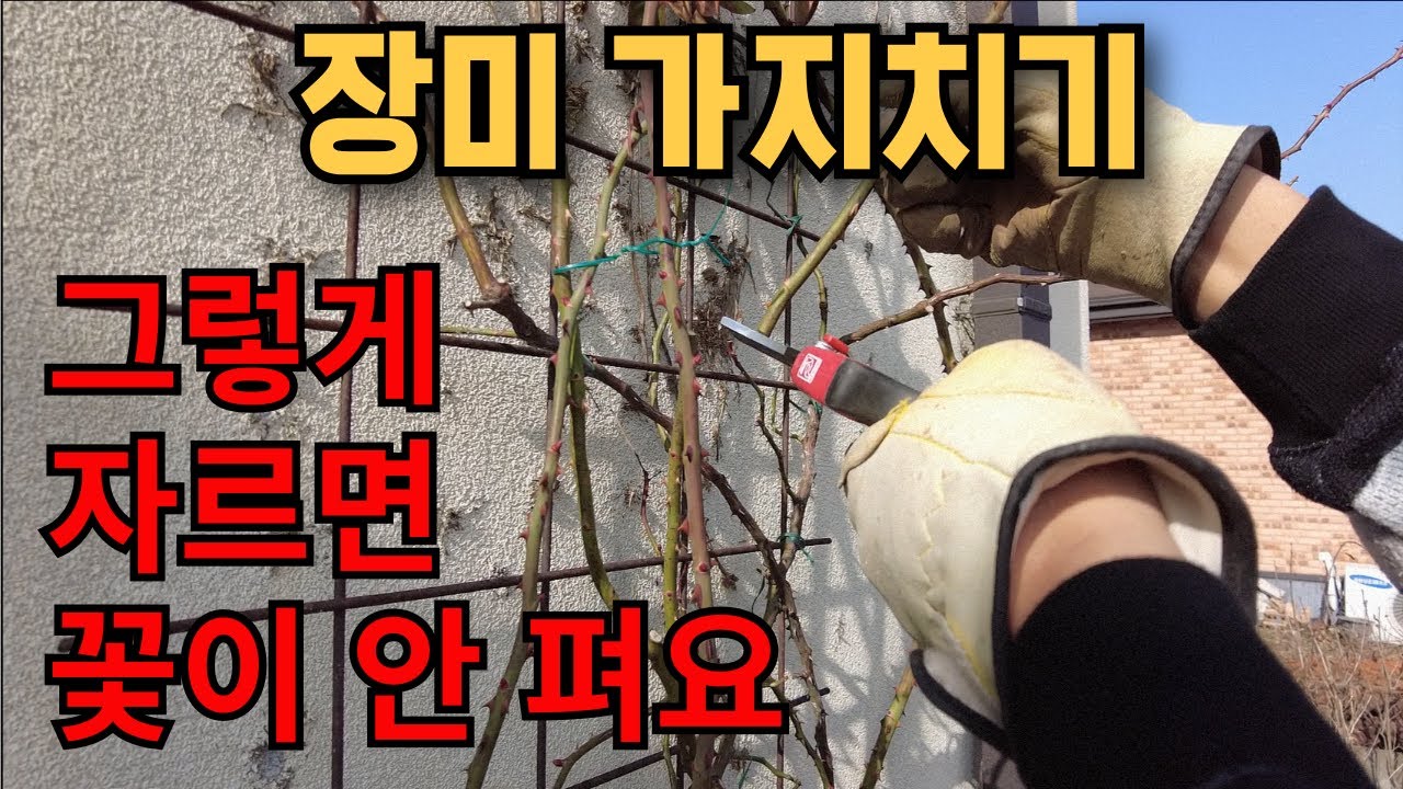 장미 가지치기, 수형 잡기로 장미꽃이 풍성하게 필 수 있는 방법 공유