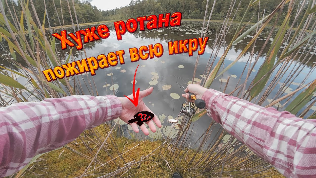 Эта ЧУМА убивает водоёмы. Ловля чужеродной рыбы на мормышинг.