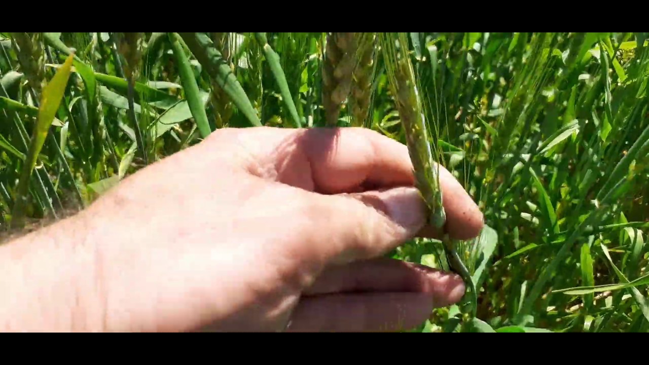 Buğday 2 Sarı Pas Hastalığı Sonuçu, ilaç atılan ve atılmayan kıyaslaması (Puccinia striiformis West)