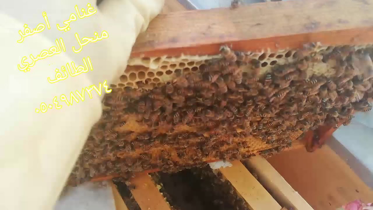 beekeeping   صفات النحل الغنامي ونشاطه وتميزه  منحل العصري