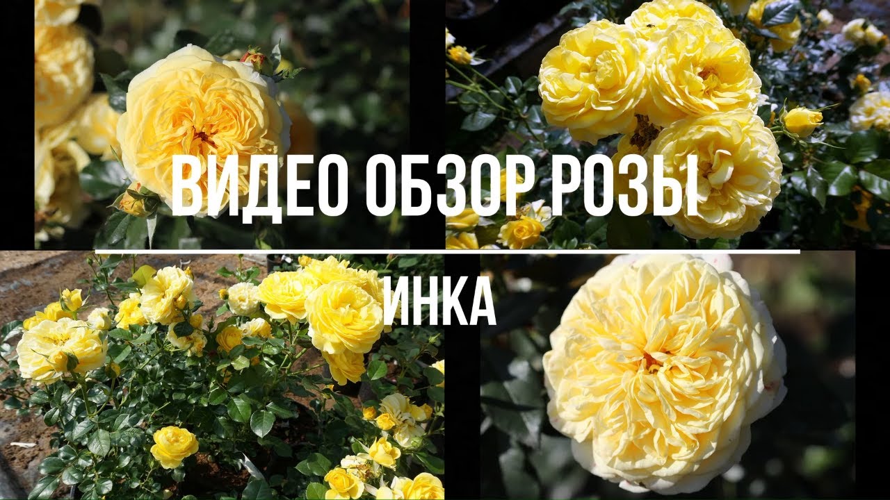 Video review of the Inka (Floribunda) rose - Inka (Tantau, Germany, 2015)
