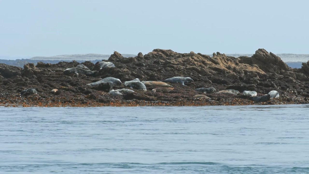 Parc naturel marin d'Iroise