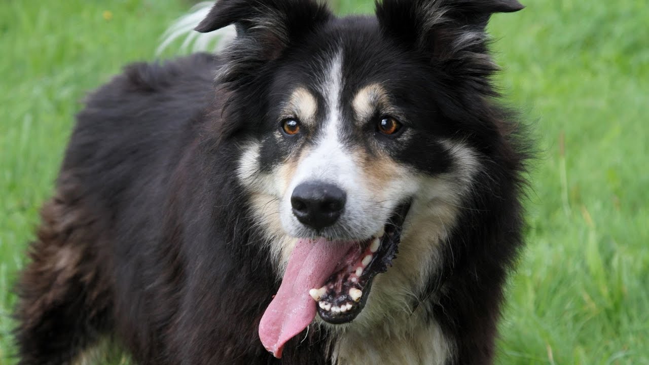 Do Border Collies Make Good Guard Dogs?