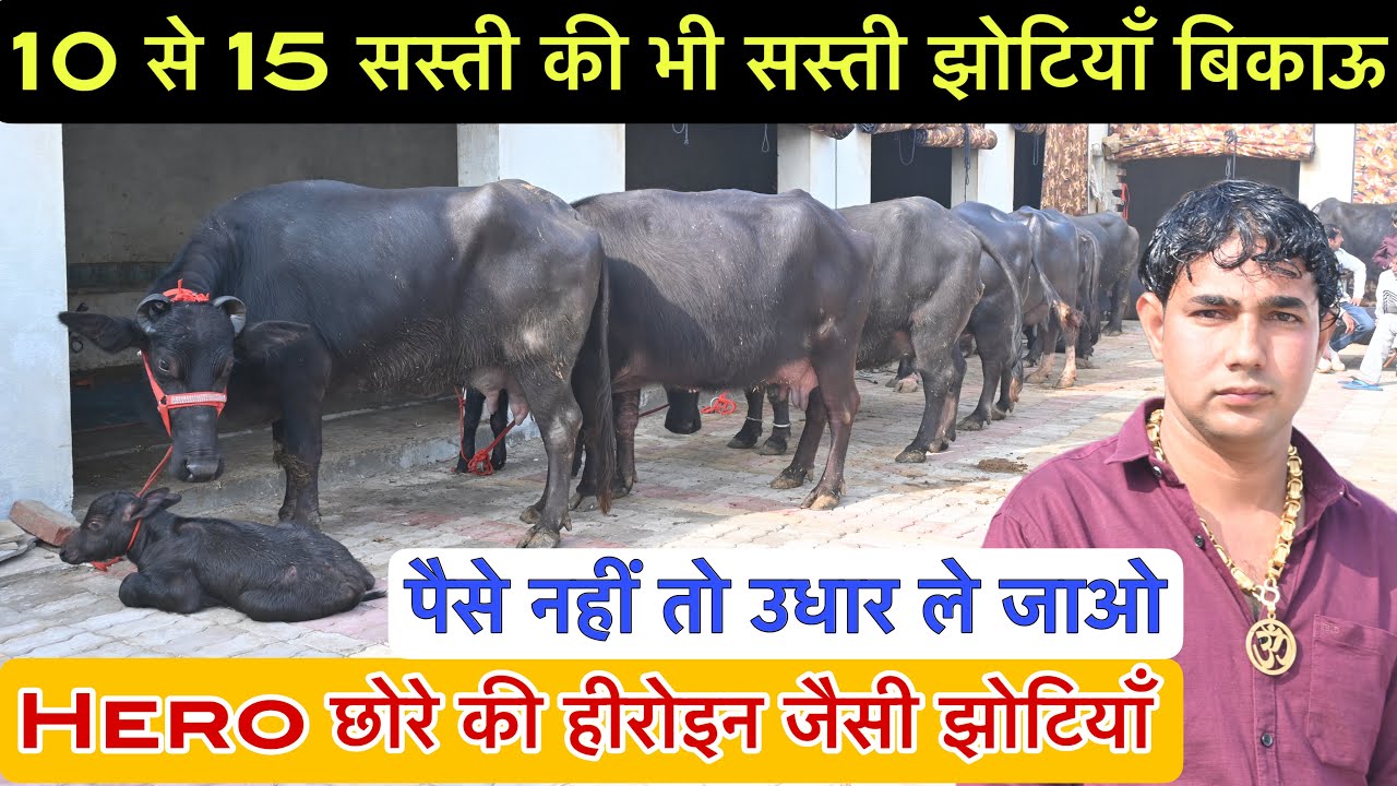 पैसे नहीं तो उधार ले जाओ । सस्ती से भी सस्ती झोटियां बिकाऊ । Banti 📞 8395-935577