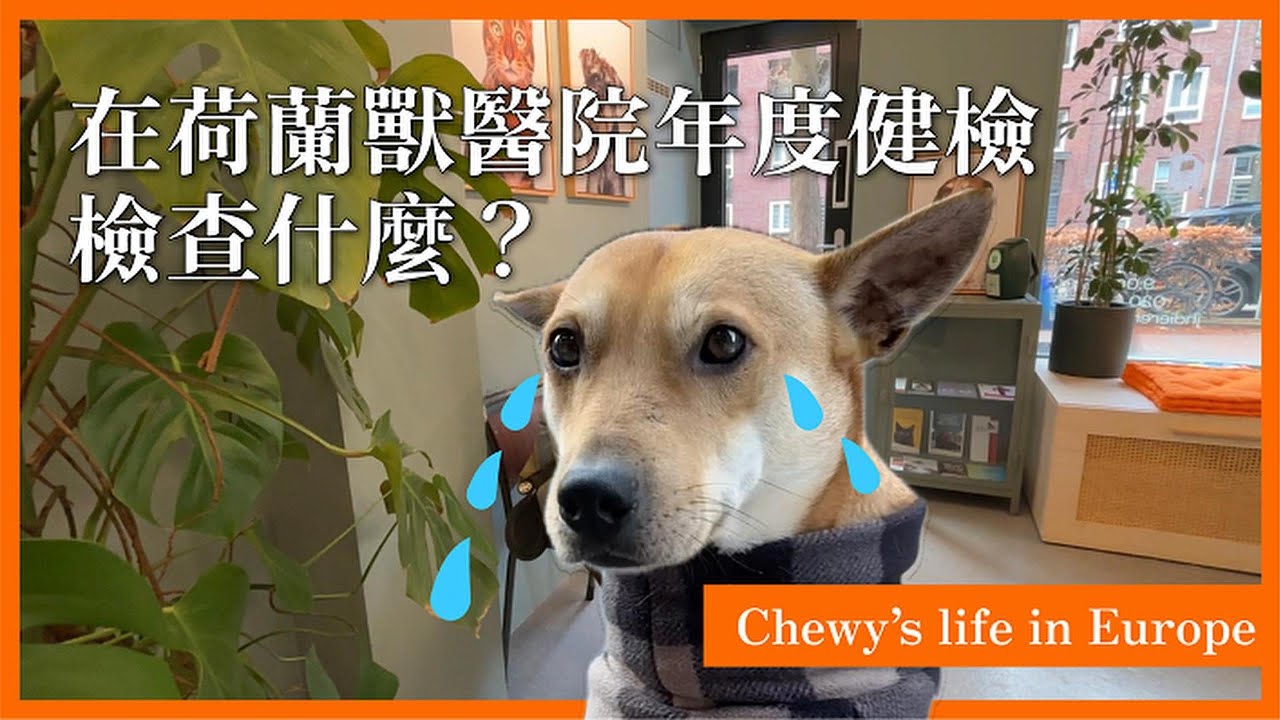 在荷蘭獸醫院年度健檢檢查什麼？初一初老了嗎？