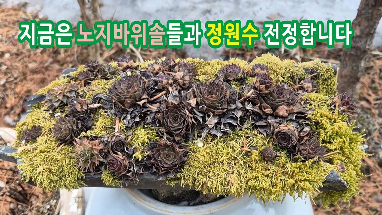 노지바위솔들과 정원수 스노우화백 정전합니다