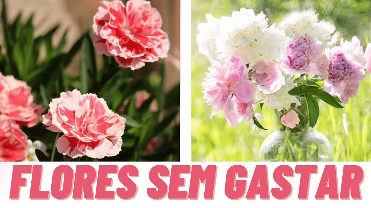 CONHEÇA AS FLORES  DESIDRATADAS - PARTE 4 - NOMES, FLORES SECAS (FAÇA VOCÊ MESMO)