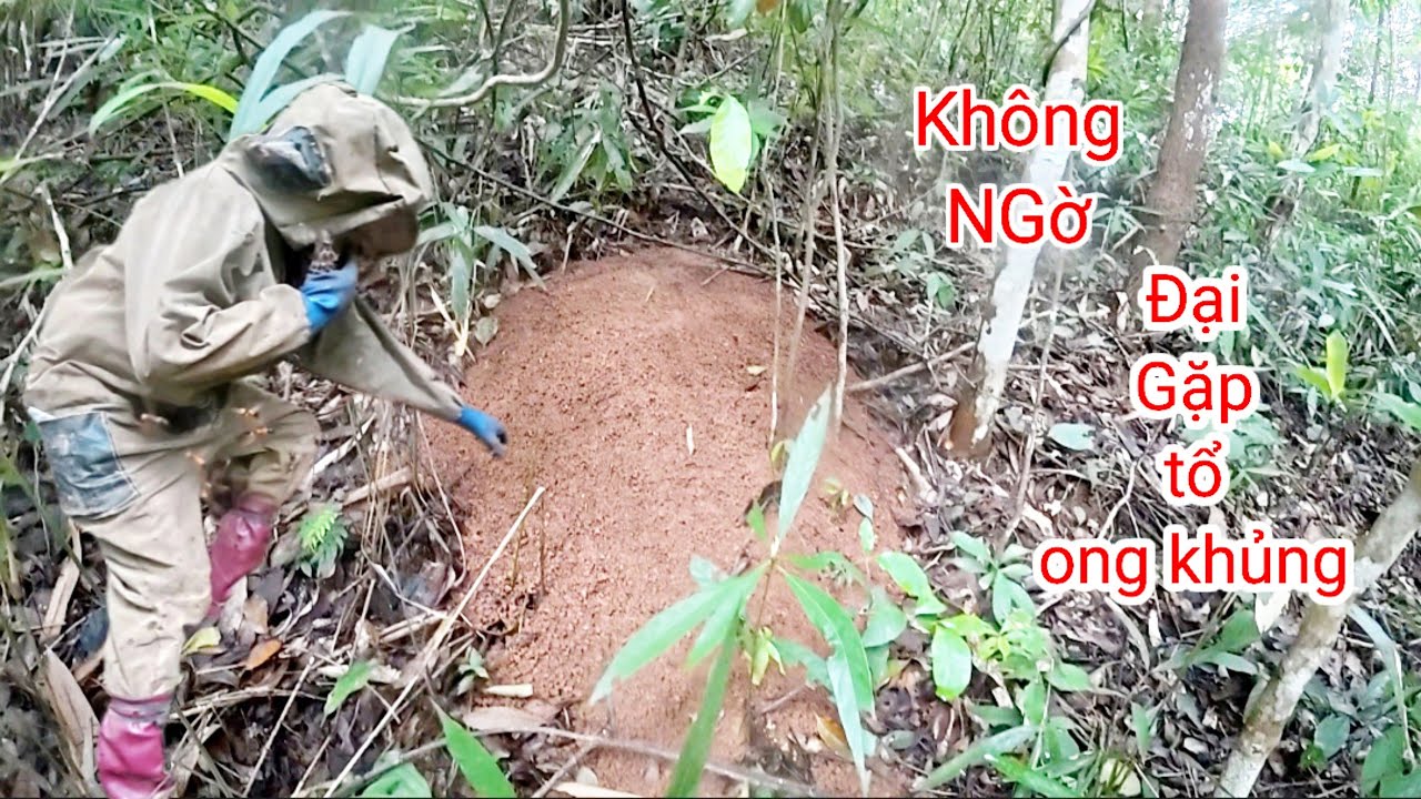 Không NGờ Đại Gặp Được Đoài Ong Khủng 