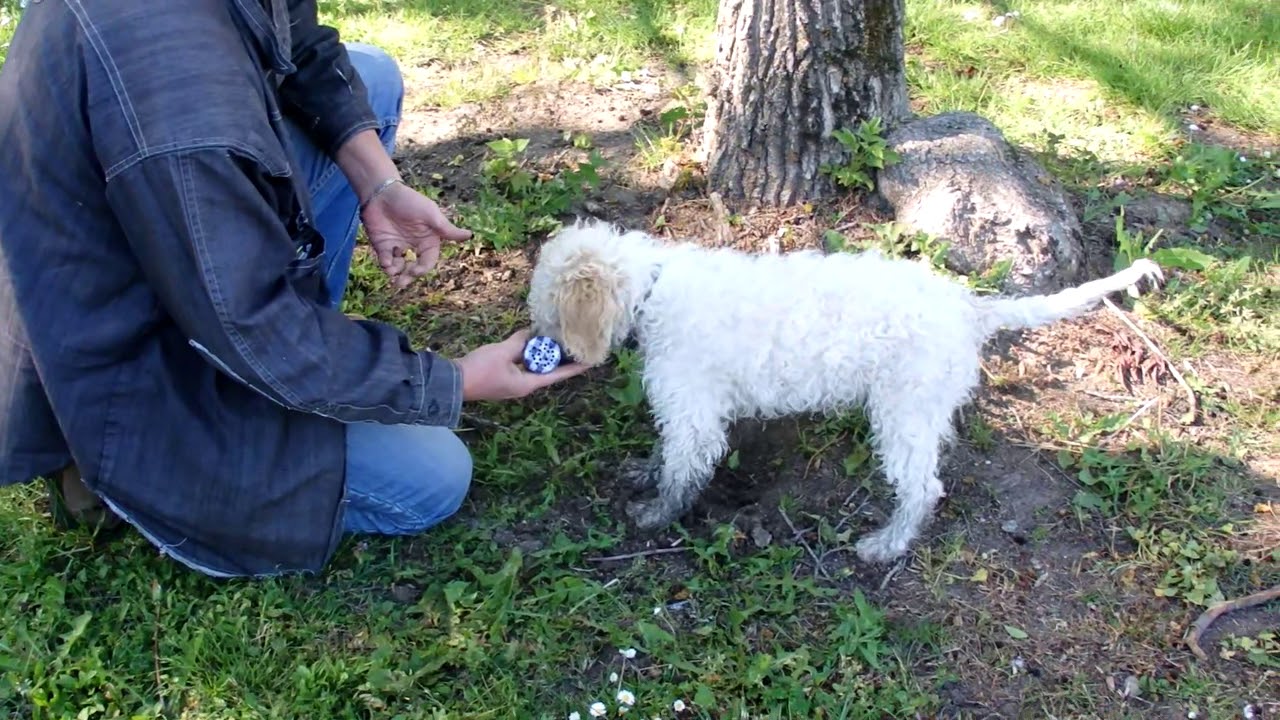 Séance de cavage avec une petite Lagotto