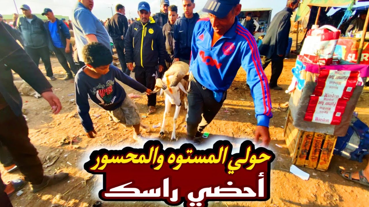 رحبة السبيت تيط مليل ثمن حولي العيد الاضحى بإقليم الدار البيضاء ب4/6/2023