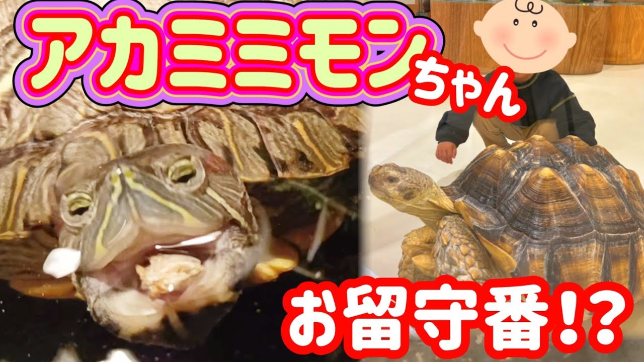 ①陸地にシダ植物☆②久々のエサやりで爆食い③１泊の留守番準備 の、３本です。