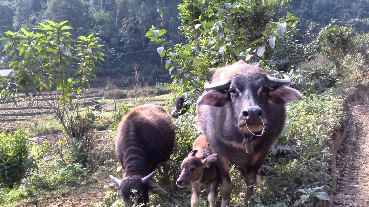 Water Buffalo - adorable baby calf