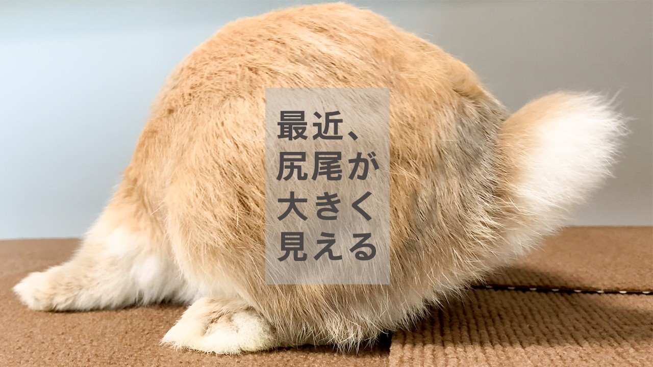 スマホ向けられるの嫌そう