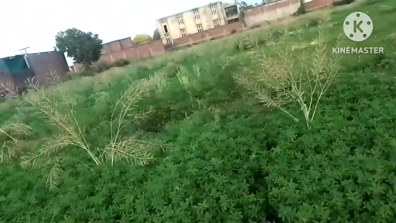 Chak 52 k changar ny apni oqat dikha di in ka parda fach/irfan bhai/haqiqat janiay ic video main 