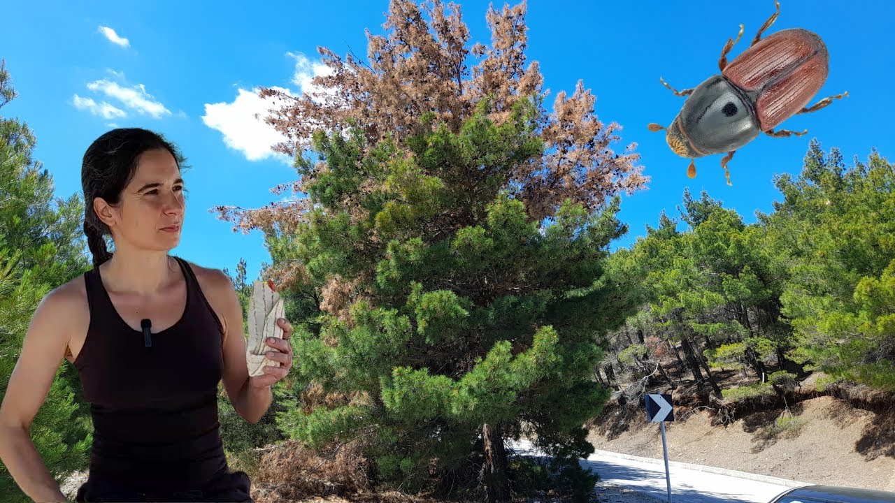 Τα φαλάφελ, το Πευκόδασος της Λέσβου και το 