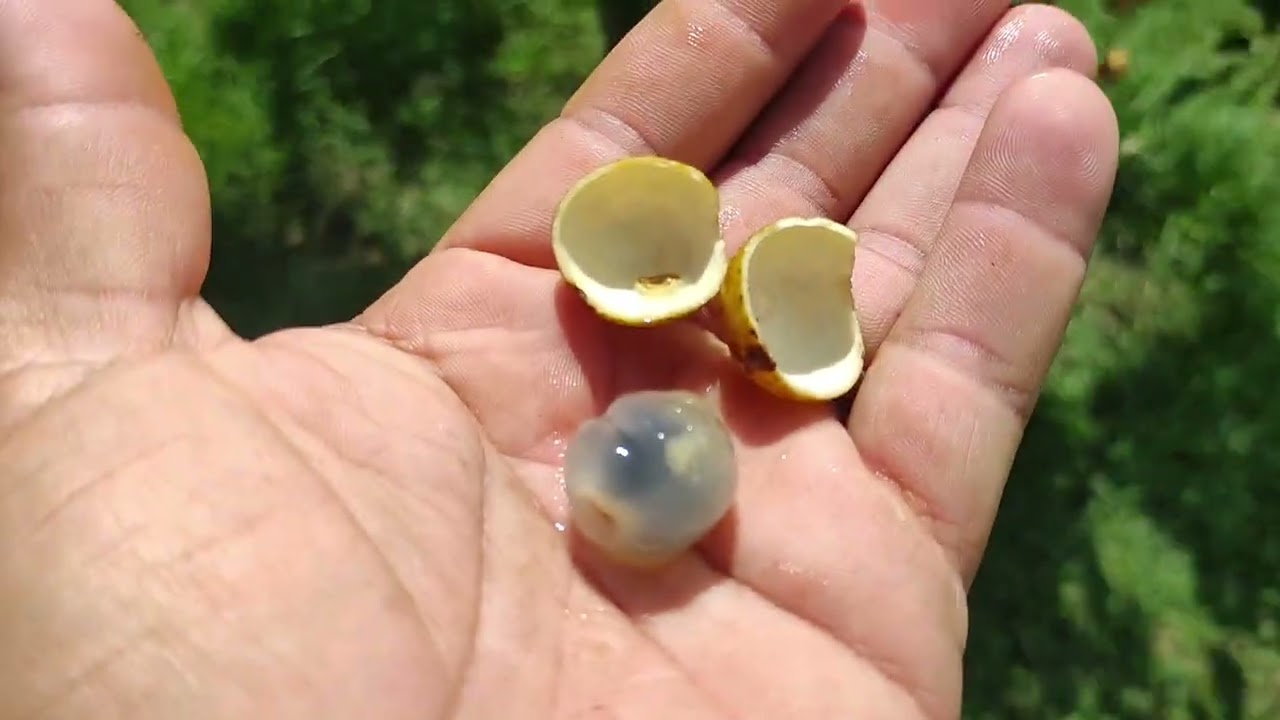 Longan (Ojo de Drag&oacute;n) en Puerto Rico 