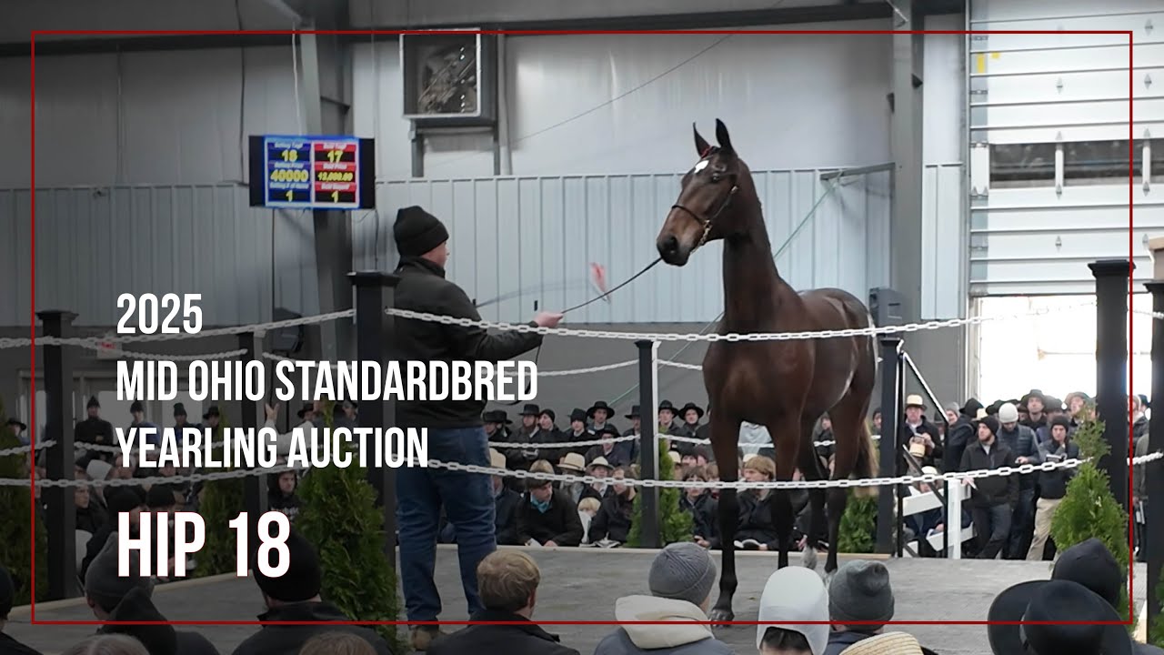 Hip 18, CSC Fire N Ice от SD Rocketeer | Распродажа годовиков Mid Ohio Standardbred 2025