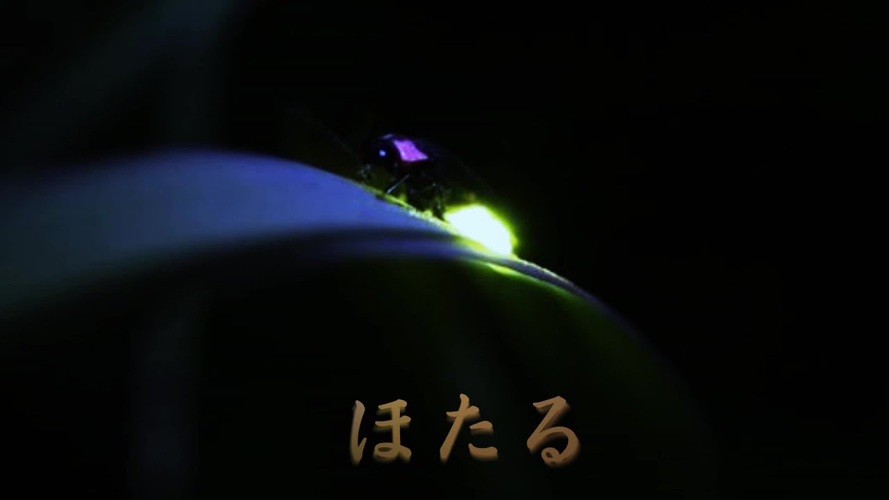 ほたる　石川さゆり