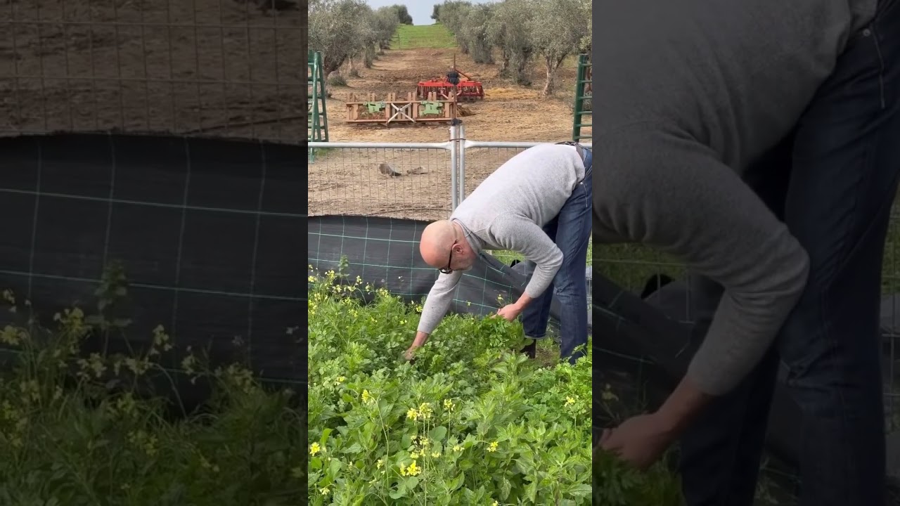 Goucha Revela Plano Surpresa para o R&eacute;veillon no Alentejo!  #goucha #anonovo2025