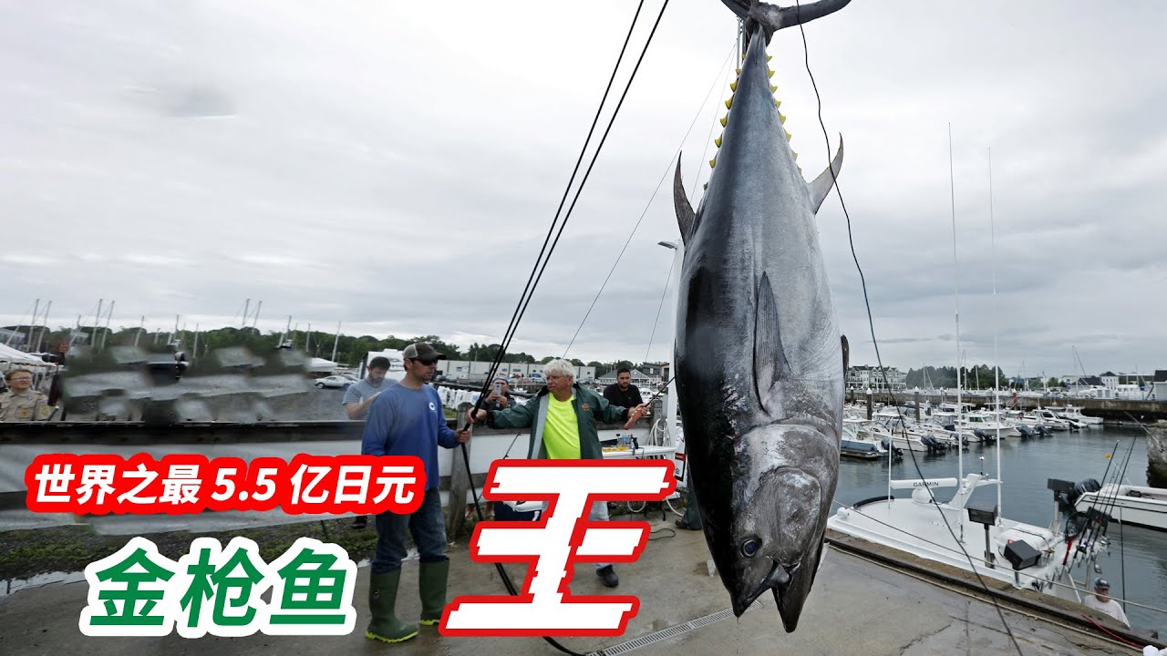 蓝鳍金枪鱼 鱼中劳斯莱斯，一公斤18万元！几口就能吃到你破产！bluefin tuna  金枪鱼 / 顶级海鲜/黄鳍金枪鱼/日本海鲜市场/日本金枪鱼/最贵的金枪鱼/吉尼斯纪录/吞拿鱼