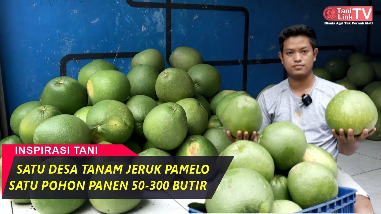 Budidaya Jeruk Pamelo Madu, Jeruk Terbesar dan Tanpa Biji dari Kota Pati