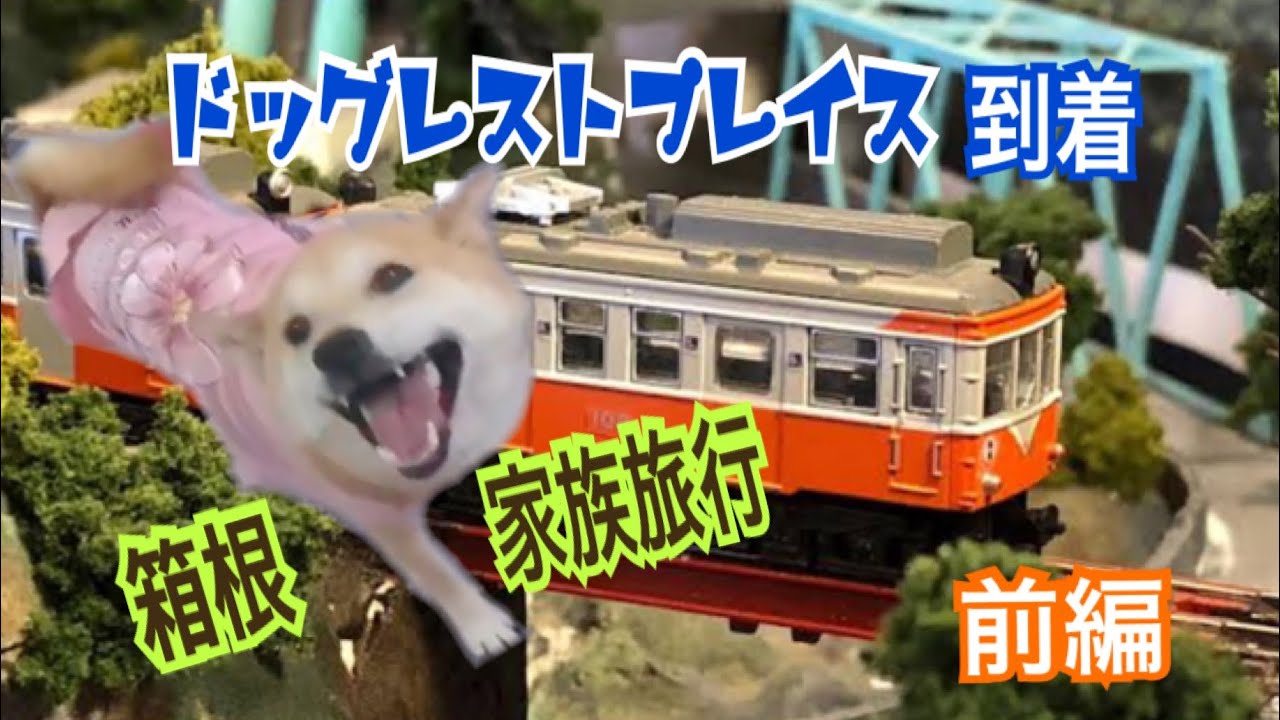 【柴犬 もみさん】(4月撮影)犬と箱根へ家族旅行！強羅駅からペットと泊まれる宿　ドッグレストプレイス！　前編　 Shiba  Inu Momisan  goes on a family trip