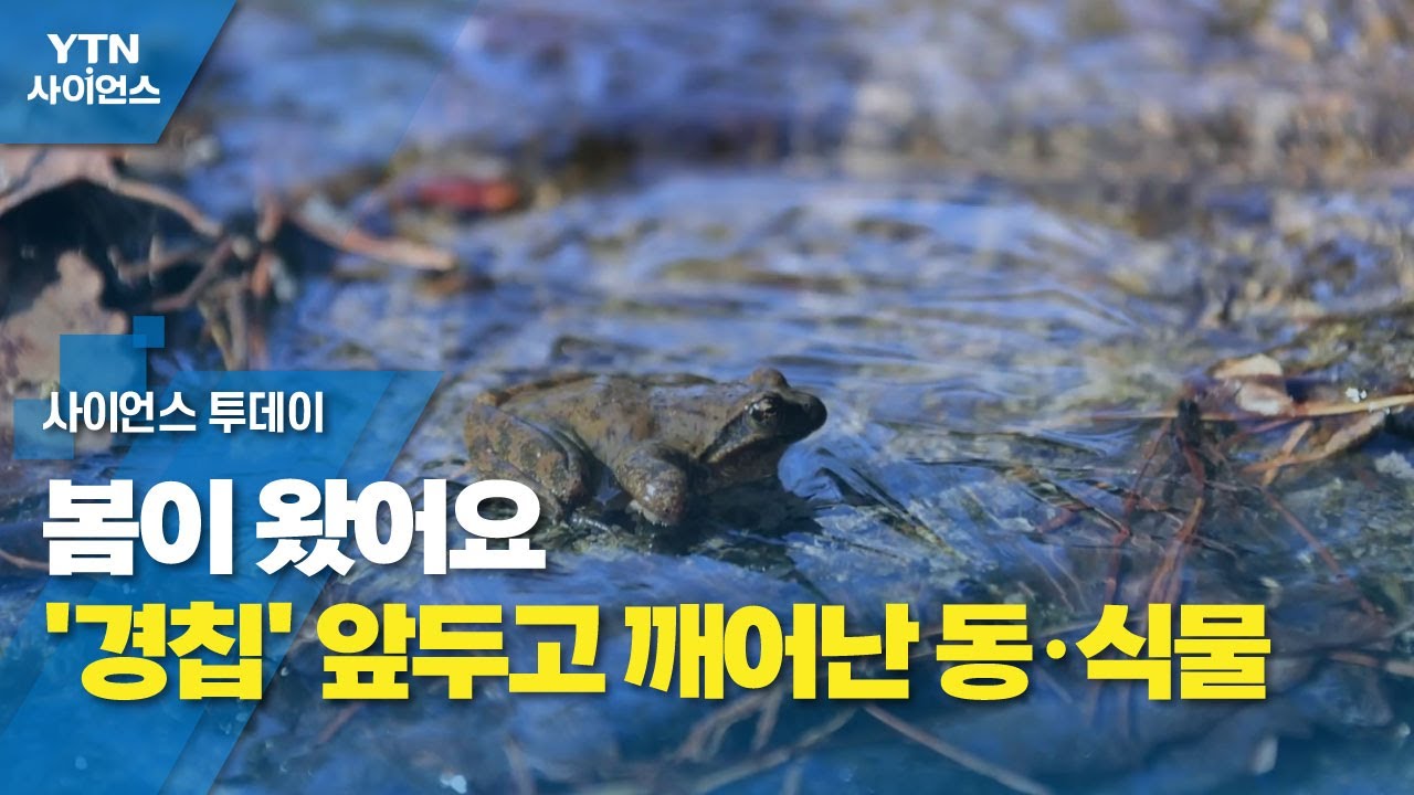 봄이 왔어요...'경칩' 앞두고 깨어난 동&middot;식물 / YTN 사이언스