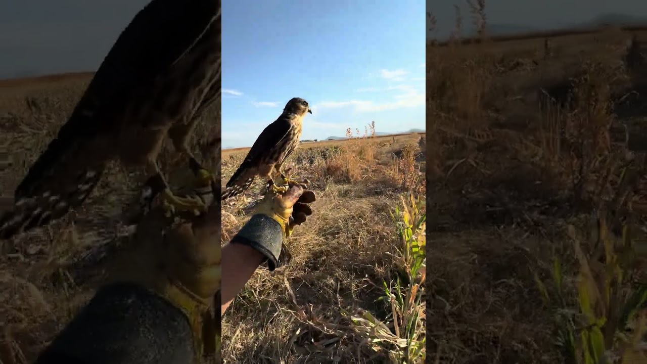 Esmerejon (merlin) cetreria falconry mexicana