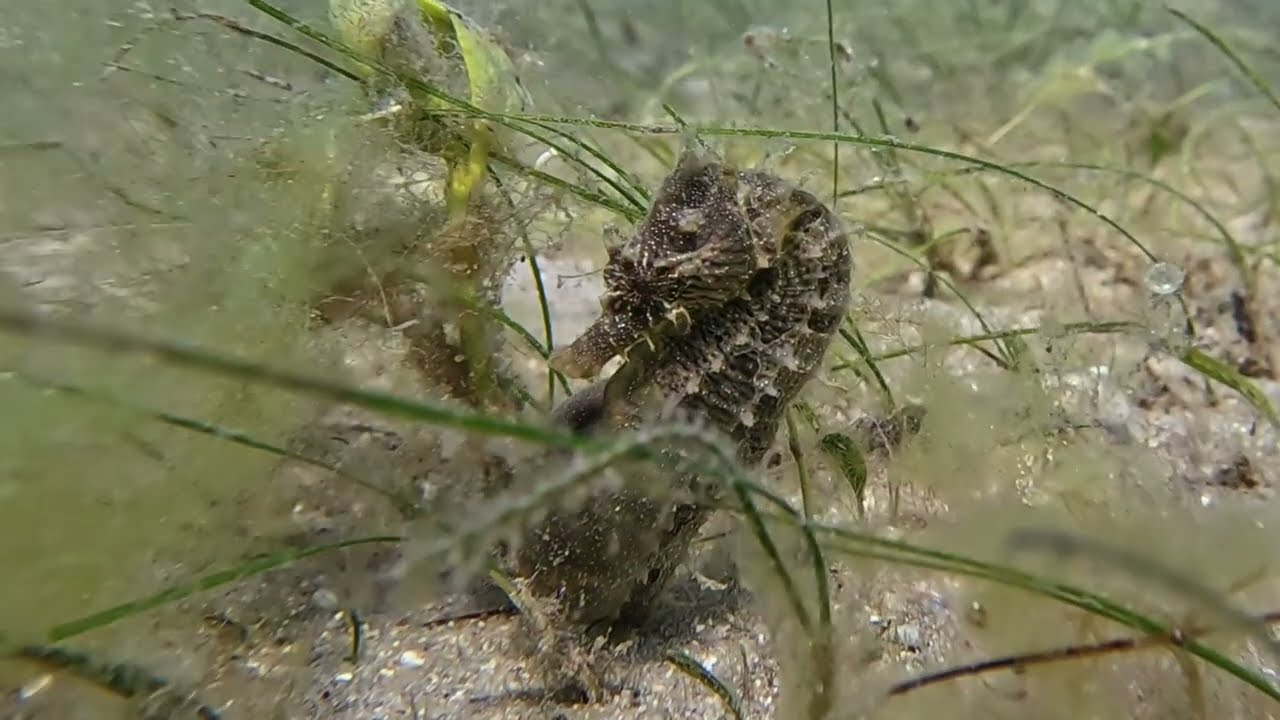 First time at Blue Heron Bridge in 2026. 