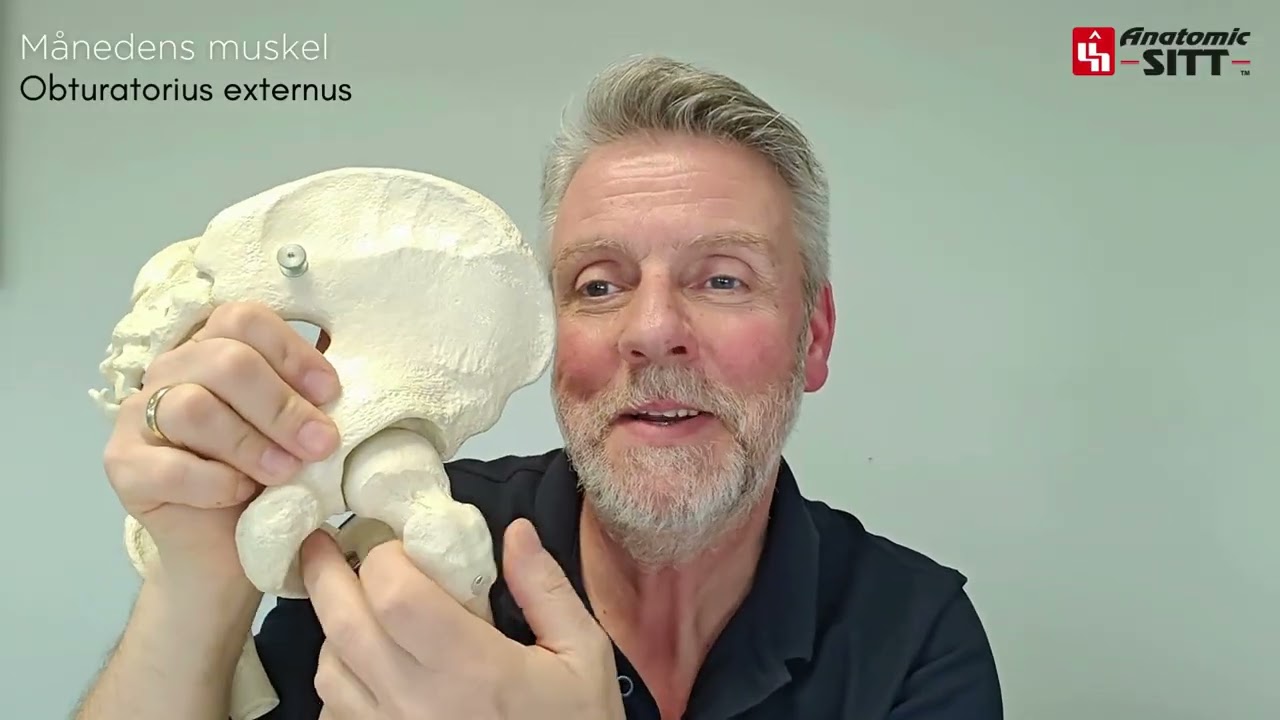 Månedens muskel er Obturatorius Externus