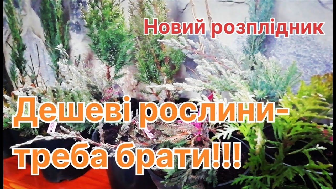 Неймовірні Хвойні за 35 Гривень у Розпліднику сім'ї Данилів!