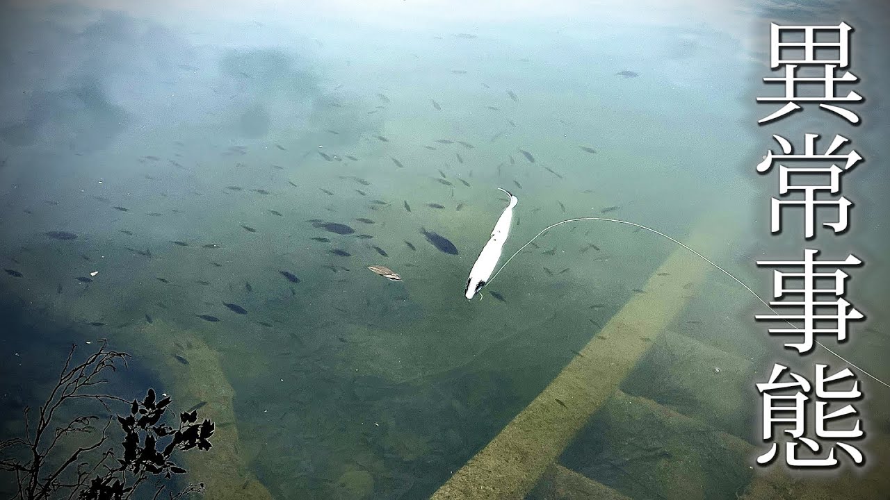 ５１ｃｍのルアーを作ったら、魚１００匹出てきたんだがｗｗｗ