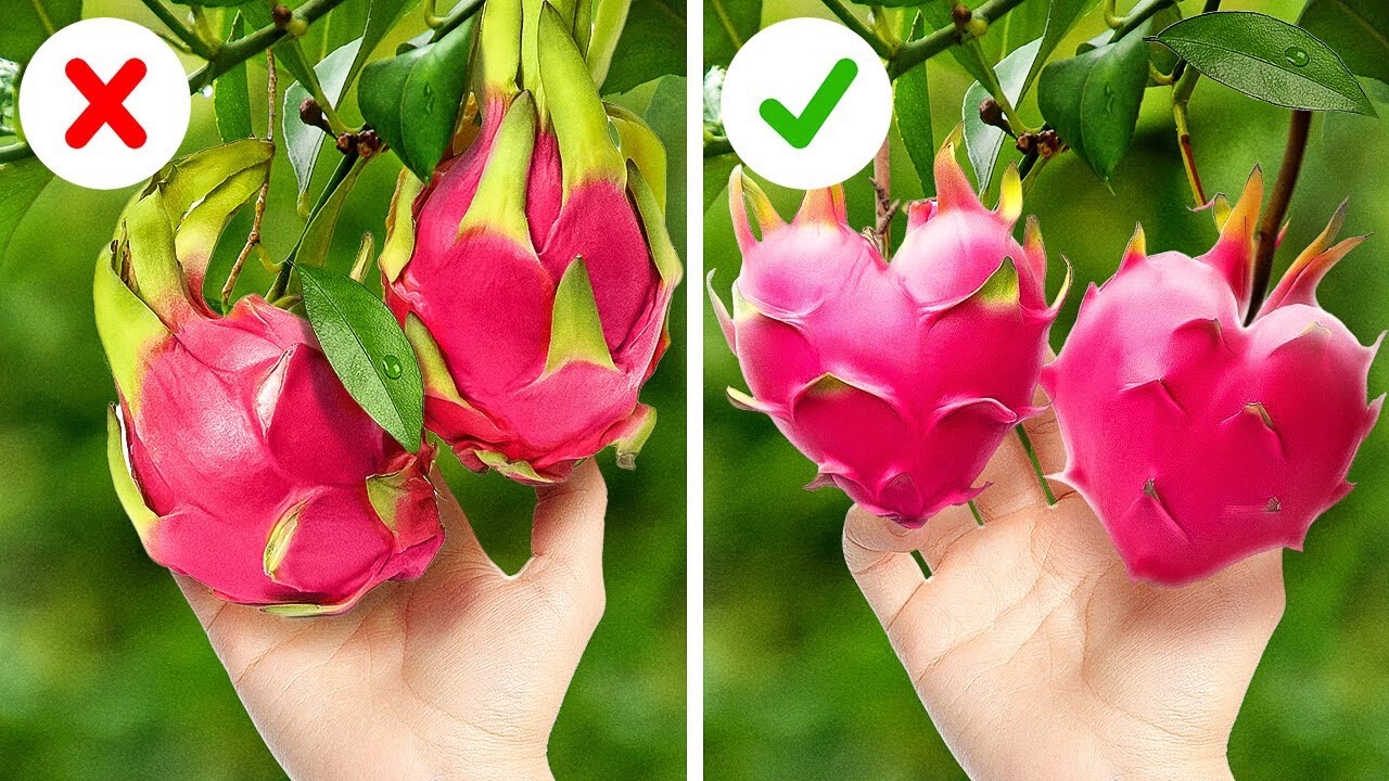 Menumbuhkan Taman yang Indah dengan Kiat-kiat Sederhana dan Efektif Ini