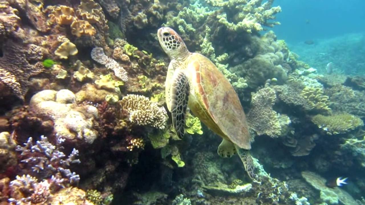 Siemens Simulating the Great Barrier Reef