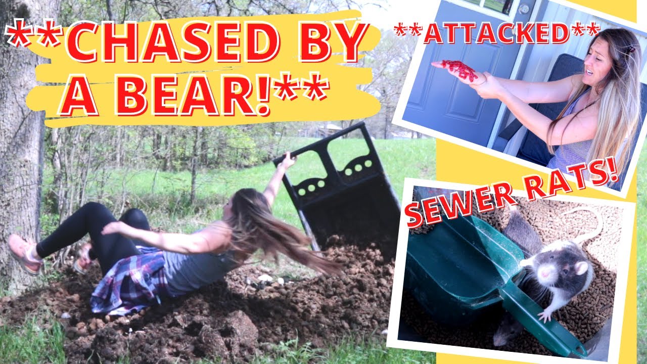 CLICKBAIT Barn Vlog be like... 🙄🤣 (Equestrian parody)