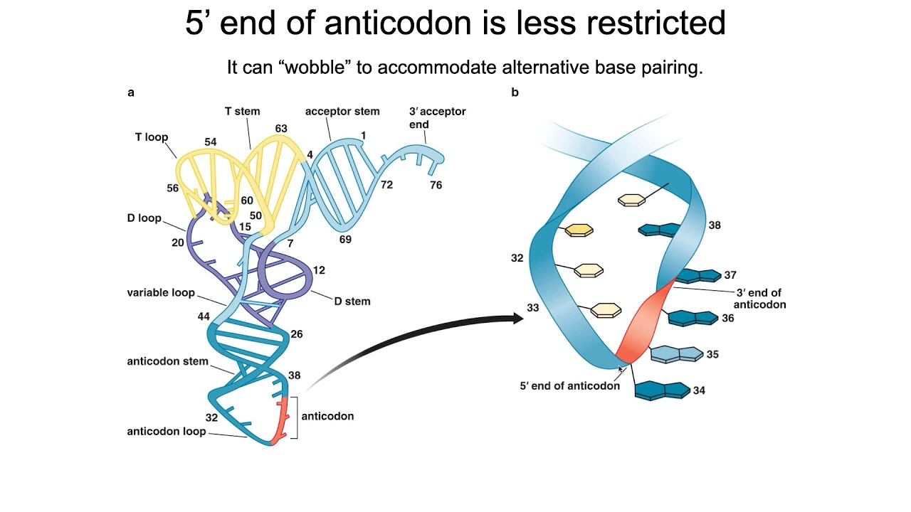 Genetic Code