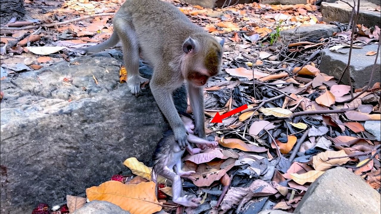 Heart Breaking ! God Please Help Young mother monkey unknow how to recue her baby