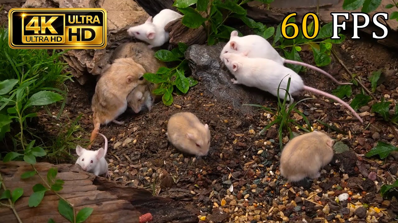 [NO ADS, NO AI] CAT TV for Cats to Watch 😺 Festive Sugar Gliders Party – 4K HDR
