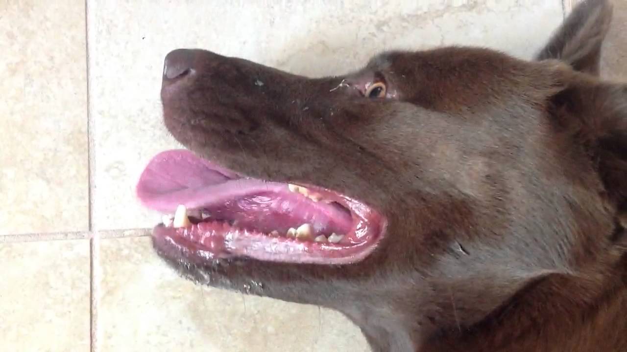 FASTEST BREATHING DOG IN THE WORLD!!!