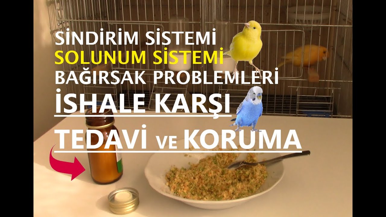 Kuşlarda İSHAL | Solunum ve Sindirim Sistemi Hastalıklarından Korumak İçin Kullandığımız İlaç Kürü