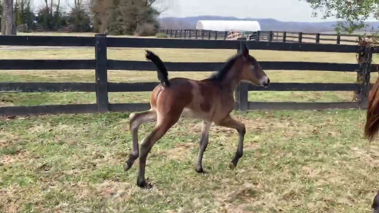 Just a baby foal, a filly to be exact but I’m a little DIVA already! I’m really something special!💋 