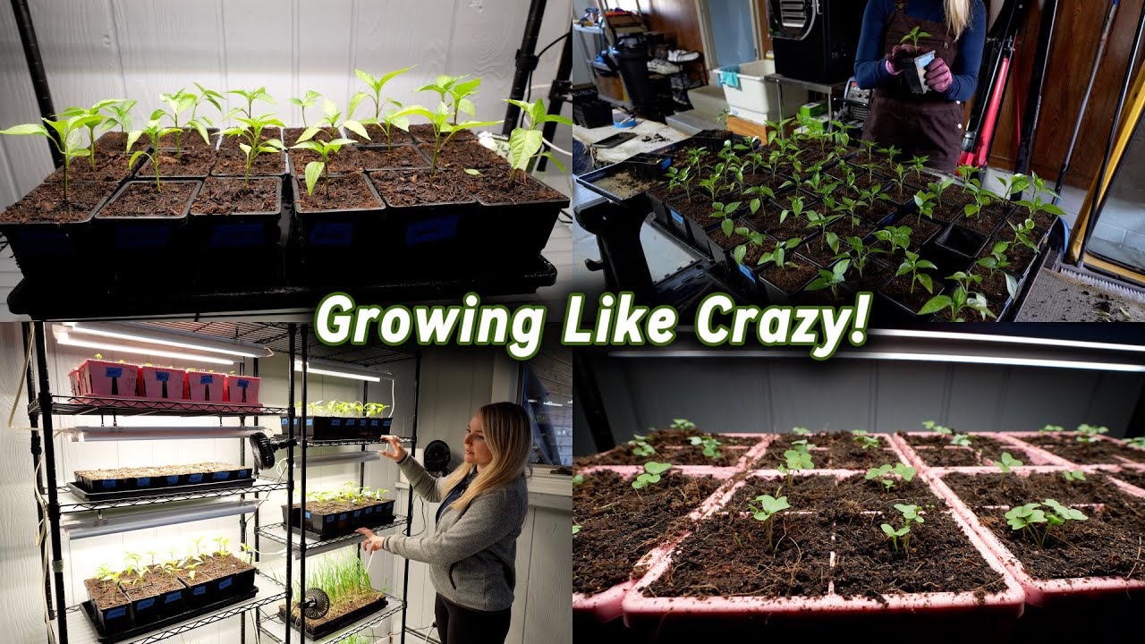 Садоводство вместе со мной - пересадка перцев и новости о рассаде!