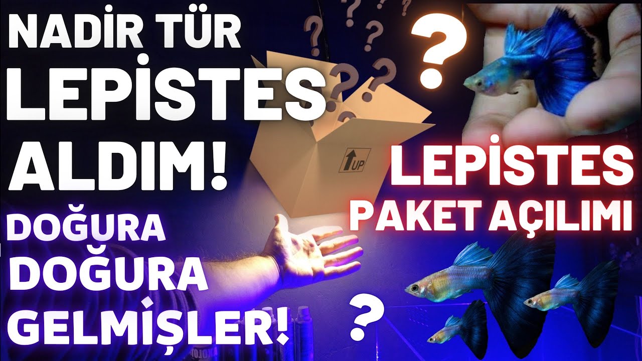 ÖZEL TÜR LEPİSTES ALDIM! DOĞURARAK GELMİŞLER! #akvaryum #lepistes