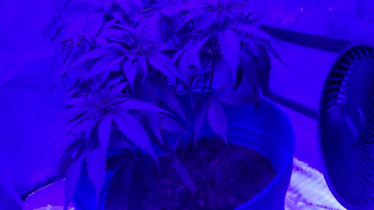 NEW King LED!