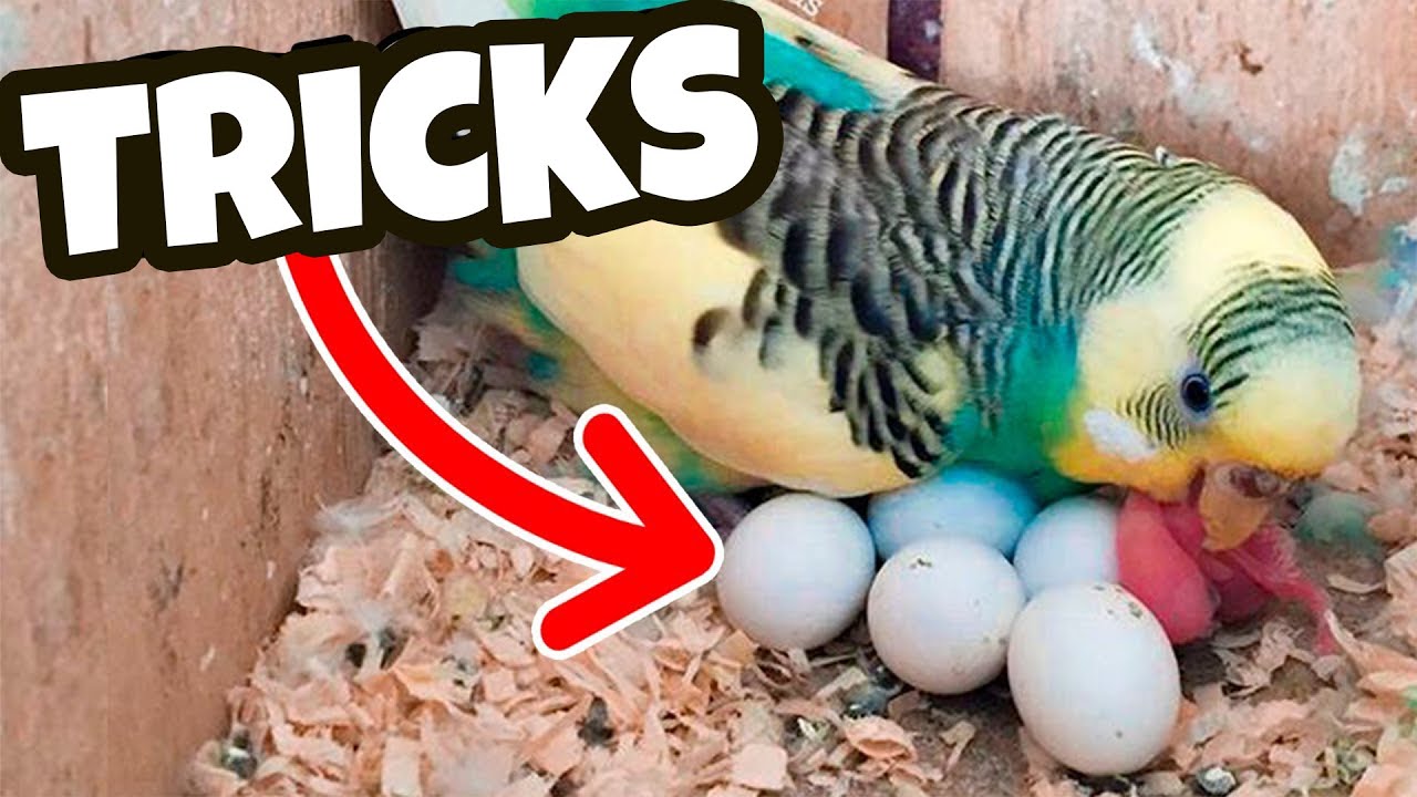 Budgie Growth Stages | Day 143 of Babies Time lapse🐦