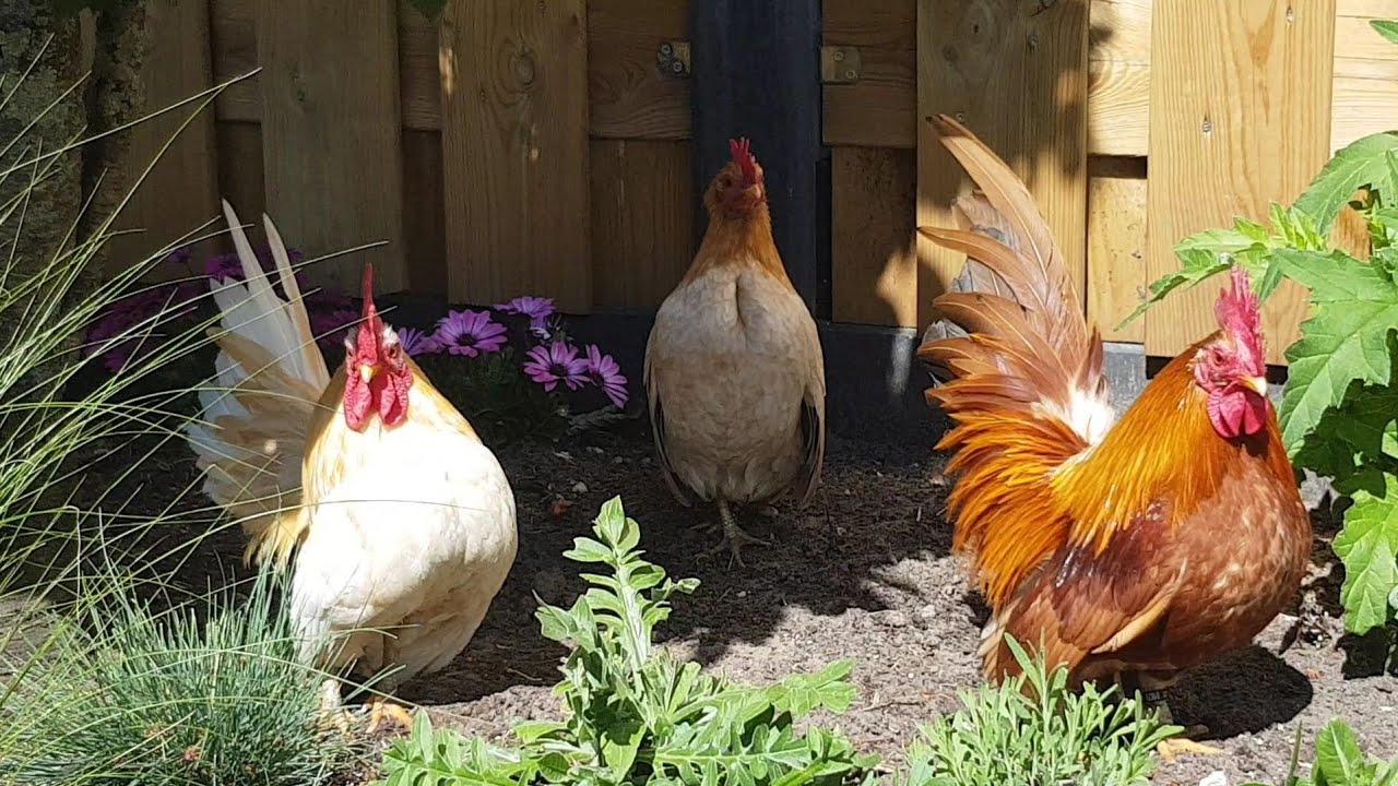 🏳️&zwj;🌈🏳️&zwj;🌈🐔Transgender Serama hen?🐔🏳️&zwj;🌈🏳️&zwj;🌈